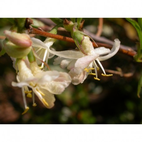 Lonicera fragrantissima - chèvrefeuille trés odorant