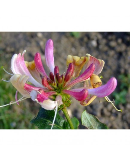 Lonicera heckrotii x 'American Beauty' - Chèvrefeuilles