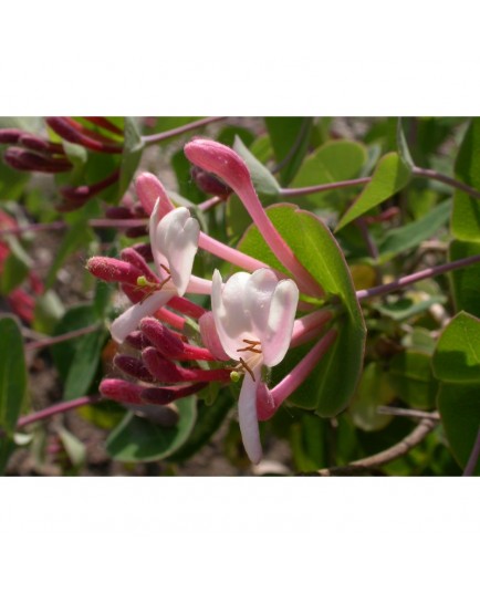 Lonicera implexa - Chèvrefeuille des Baléares