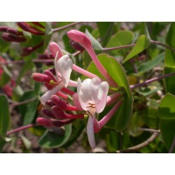 Lonicera implexa - Chèvrefeuille des Baléares