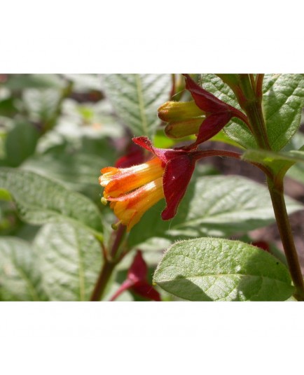 Lonicera involucrata var. ledebourii - Chèvrefeuilles