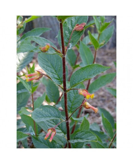 Lonicera involucrata 'Orange Dwarf' - chèvrefeuilles