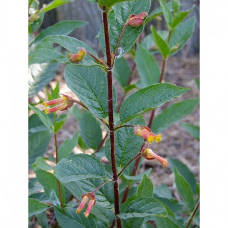 Lonicera involucrata 'Orange Dwarf' - chèvrefeuilles