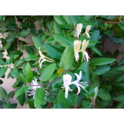 Lonicera japonica 'Hall's Prolific' - chèvrefeuille grimpant