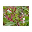 Lonicera japonica 'Red World' - Chèvrefeuilles grimpants