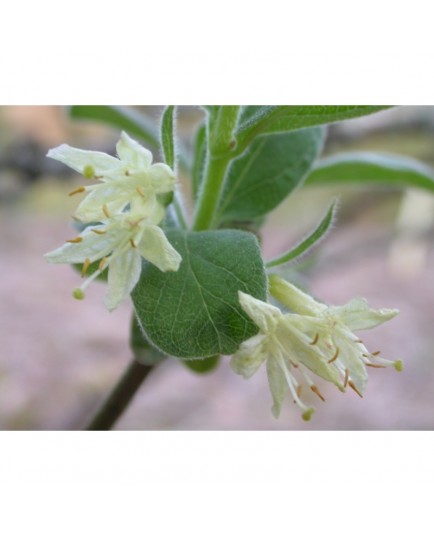 Lonicera caerulea subsp. kamtschatica -Chèvrefeuille du Kamtchatka