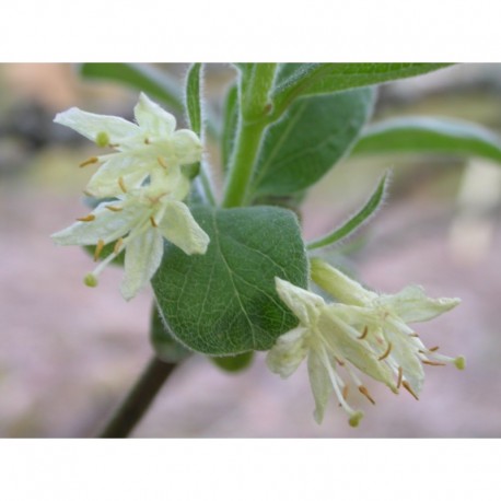 Lonicera caerulea subsp. kamtschatica -Chèvrefeuille du Kamtchatka