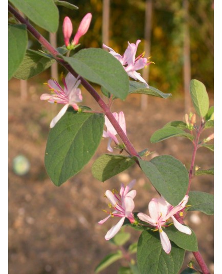 Lonicera korolkowii - Chèvrefeuilles