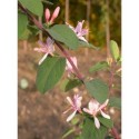 Lonicera korolkowii - Chèvrefeuilles