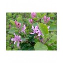 Lonicera korolkowii floribunda -Chèvrefeuille de korolkow