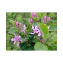 Lonicera korolkowii floribunda -Chèvrefeuille de korolkow