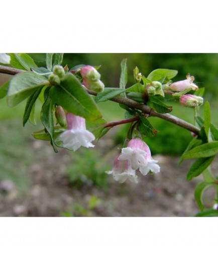 Lonicera myrtilloides - Chèvrefeuille