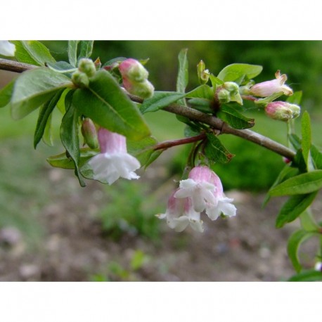 Lonicera myrtilloides - Chèvrefeuille