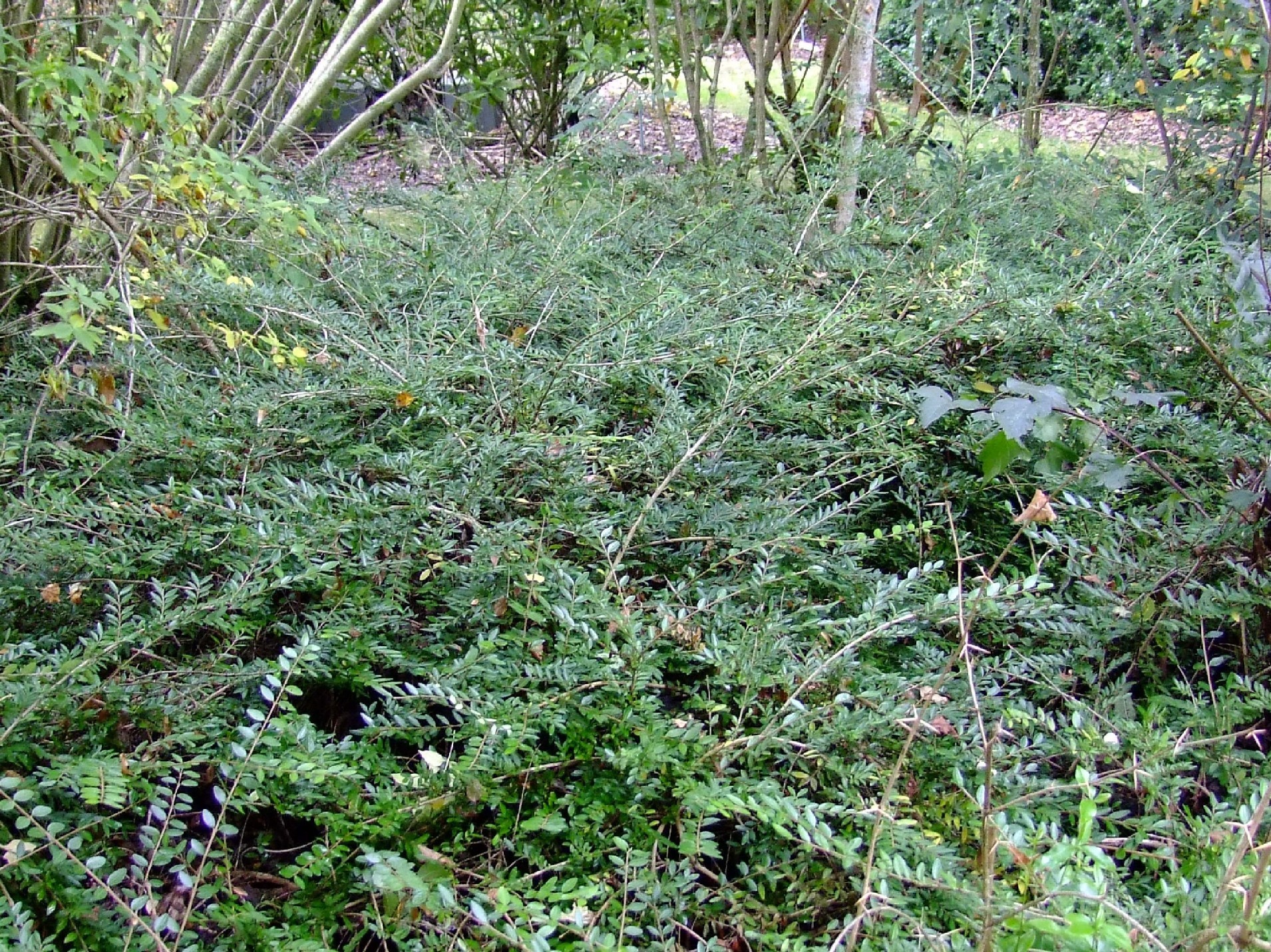 Lonicera nitida Hohenheimer Findling -