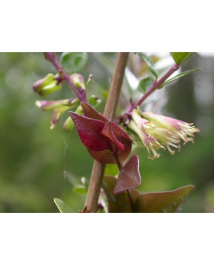 Lonicera nitida 'Red Tips' - Chèvrefeuilles