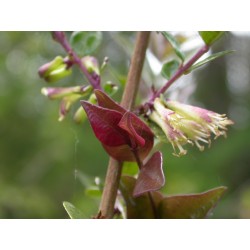 Lonicera nitida 'Red Tips' - Chèvrefeuilles