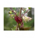 Lonicera nitida 'Red Tips' - Chèvrefeuilles