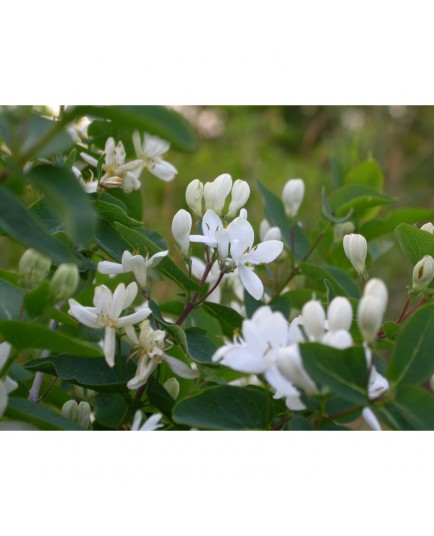 Lonicera parvifolia - Chèvrefeuilles