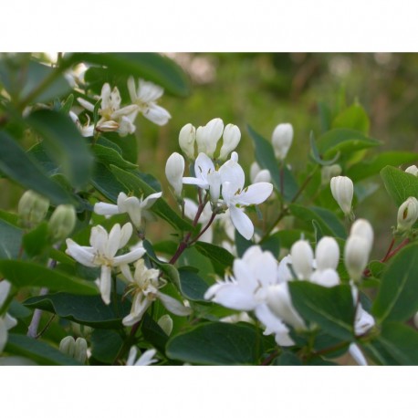 Lonicera parvifolia - Chèvrefeuilles