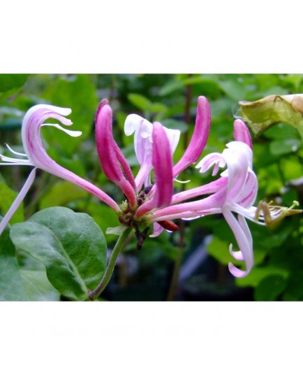 Lonicera periclymenum 'Caprilia' - chèvrefeuille grimpant