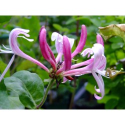 Lonicera periclymenum 'Caprilia' - chèvrefeuille grimpant