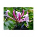 Lonicera periclymenum 'Caprilia' - chèvrefeuille grimpant