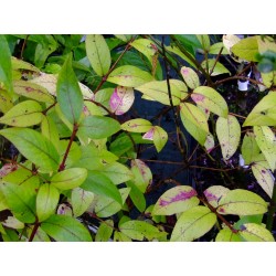 Lonicera purpusii x