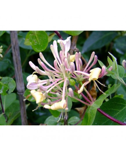 Lonicera pyrenaica - Chèvrefeuille , camérisier des Pyrénées