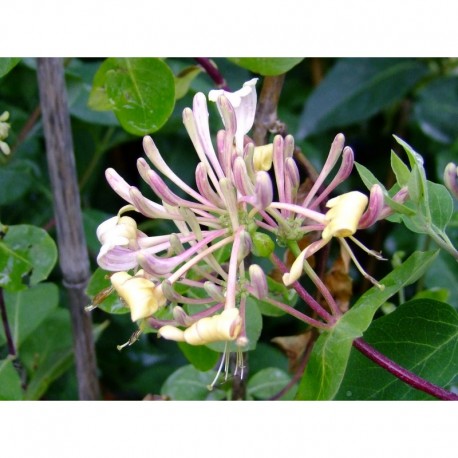 Lonicera pyrenaica - Chèvrefeuille , camérisier des Pyrénées