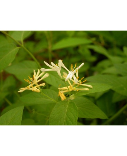 Lonicera ruprechtiana -Chèvrefeuilles