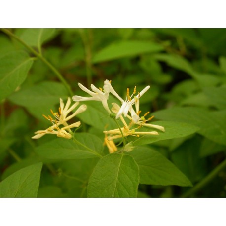 Lonicera ruprechtiana -Chèvrefeuilles