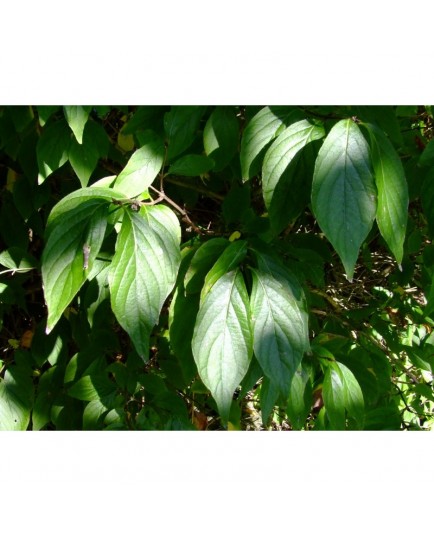 Lonicera salicifolia x - Chèvrefeuille à feuille de saule