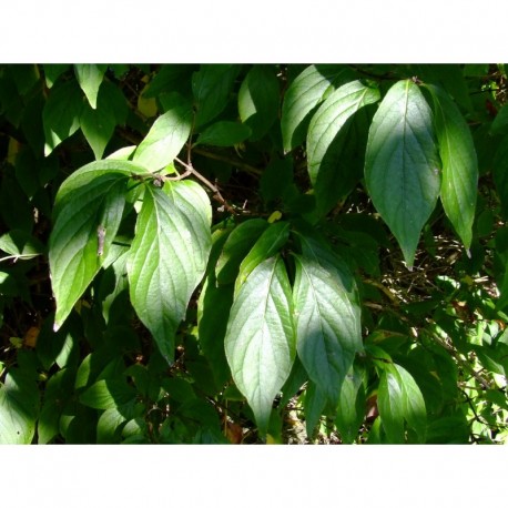 Lonicera salicifolia x - Chèvrefeuille à feuille de saule