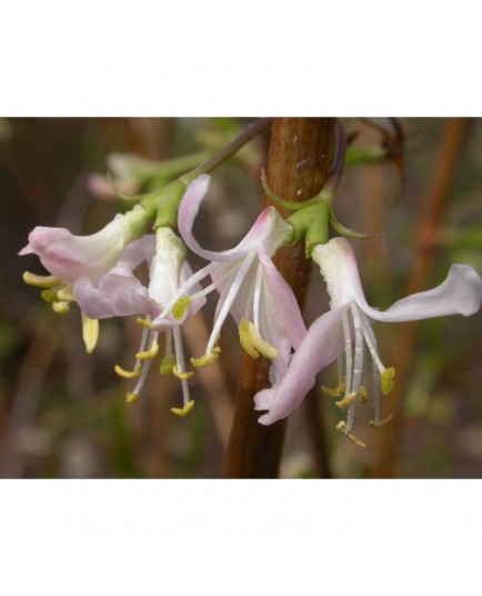 Lonicera standishii 'Budapest' - Chèvrefeuille odorant