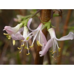 Lonicera standishii 'Budapest' - Chèvrefeuille odorant