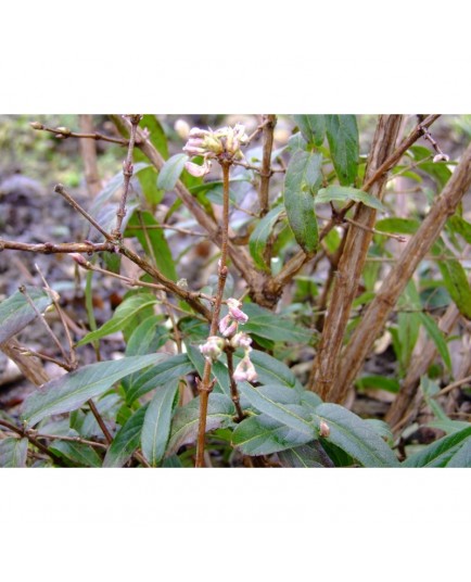 Lonicera standishii var.lancifolia - chèvrefeuille d'hiver