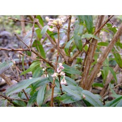 Lonicera standishii var.lancifolia - chèvrefeuille d'hiver