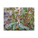 Lonicera standishii var.lancifolia - chèvrefeuille d'hiver