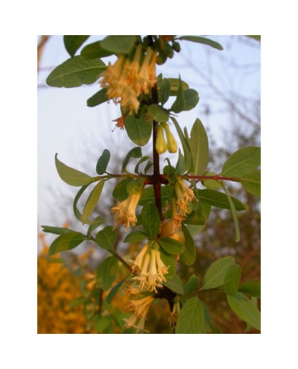 Lonicera stenantha - chèvrefeuille