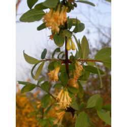 Lonicera stenantha - chèvrefeuille