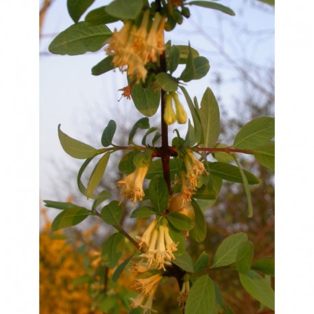 Lonicera stenantha - chèvrefeuille