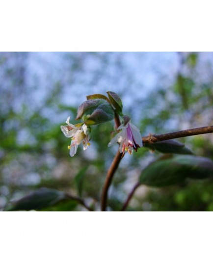 Lonicera subarctica - Chèvrefeuille