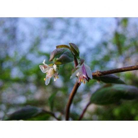 Lonicera subarctica - Chèvrefeuille