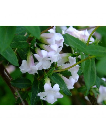 Lonicera syringantha - Chèvrefeuille à fleur de lilas