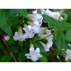 Lonicera syringantha - Chèvrefeuille à fleur de lilas