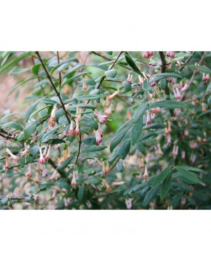 Lonicera tangutica serreana -Chèvrefeuille