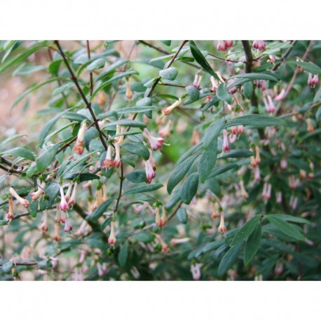 Lonicera tangutica serreana -Chèvrefeuille