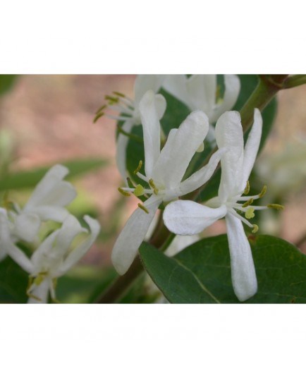 Lonicera tatarica 'Alba' - Chèvrefeuilles des Tatars