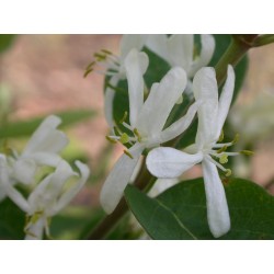 Lonicera tatarica 'Alba' - Chèvrefeuilles des Tatars