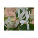 Lonicera tatarica 'Alba' - Chèvrefeuilles des Tatars